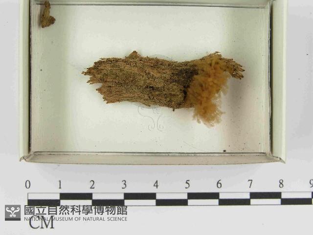 登錄號:F0021559藏品圖，第1張