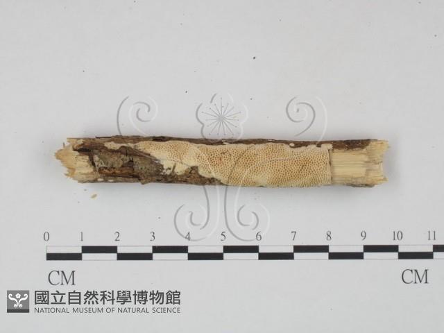 登錄號:F0001559藏品圖，第1張