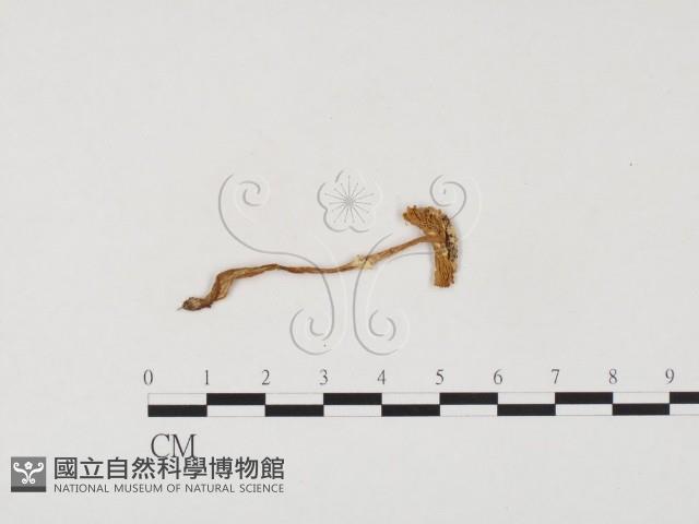 登錄號:F0024559藏品圖，第1張