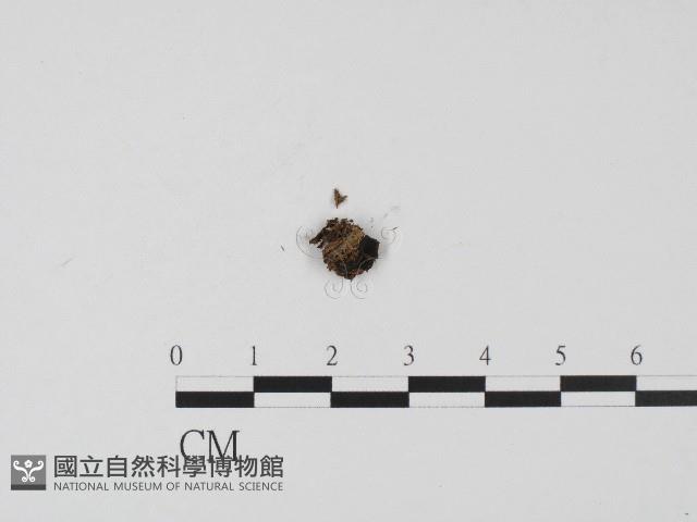 登錄號:F0004559藏品圖，第1張