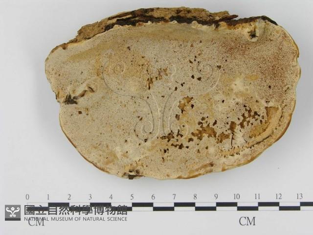 松生擬層孔菌藏品圖，第1張