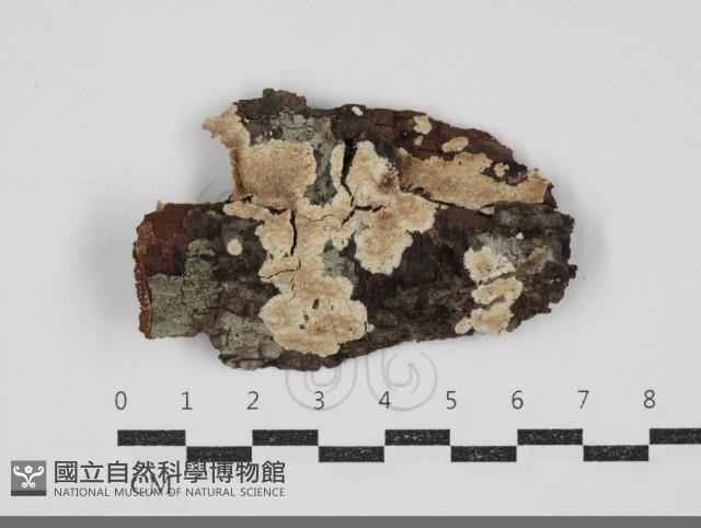 登錄號:F0034559藏品圖，第1張