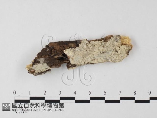 登錄號:F0022559藏品圖，第1張