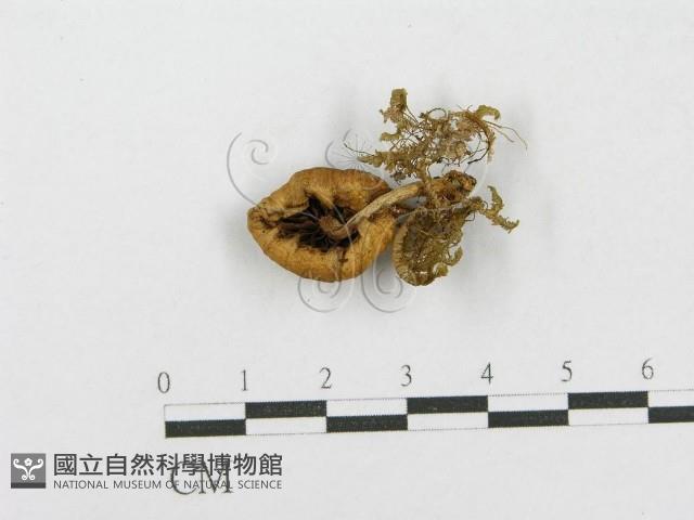 登錄號:F0012559藏品圖，第1張