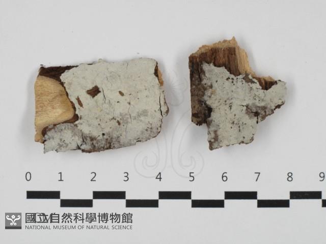 登錄號:F0032559藏品圖，第1張