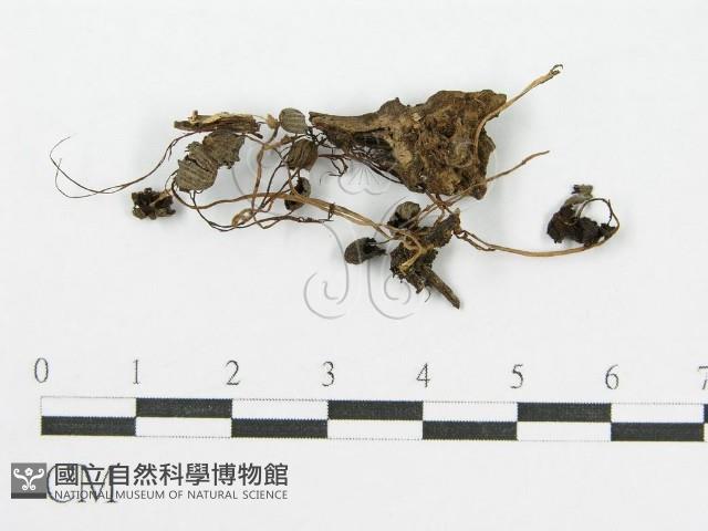 登錄號:F0007559藏品圖，第1張