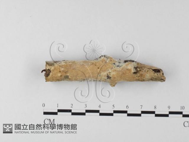 登錄號:F0025559藏品圖，第1張