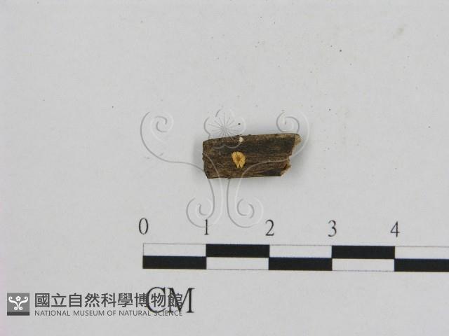 小菇屬藏品圖，第1張