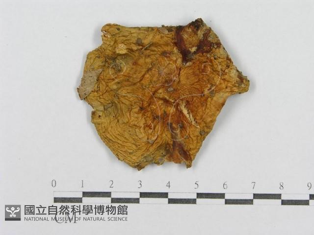 登錄號:F0015559藏品圖，第1張