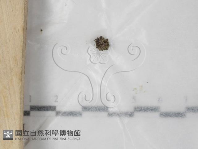 登錄號:F0023559藏品圖，第1張