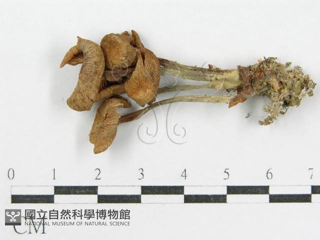 登錄號:F0003559藏品圖，第1張