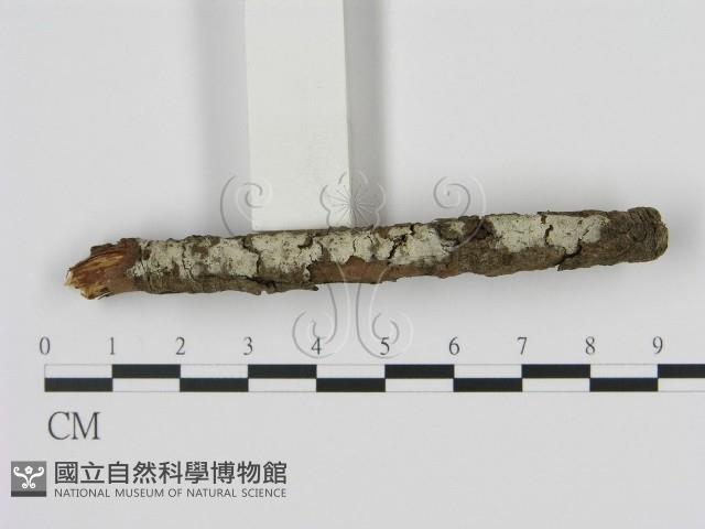 剛毛絲皮菌藏品圖，第1張