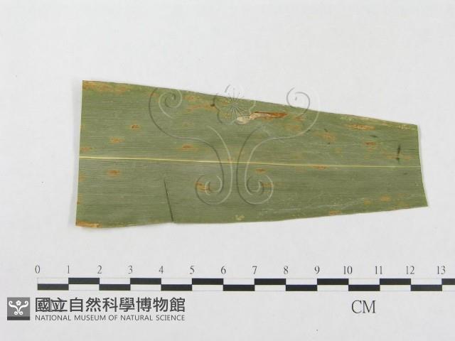 登錄號:F0010159藏品圖，第1張