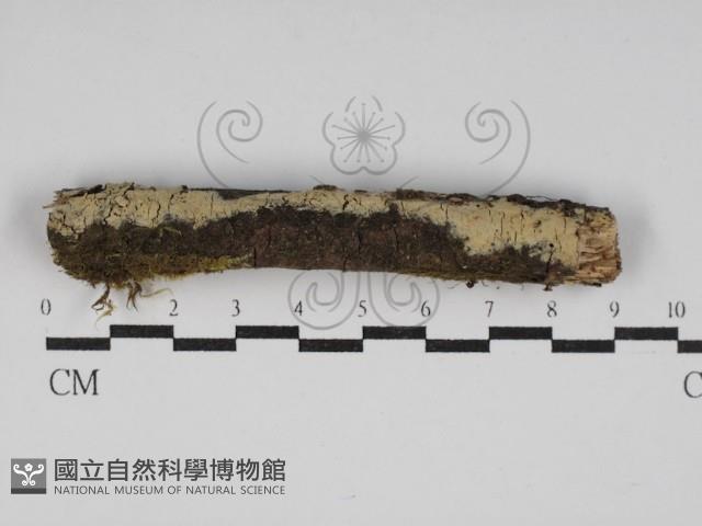 絲齒菌屬藏品圖，第1張