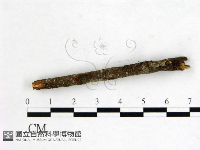 登錄號:F0001159藏品圖，第1張