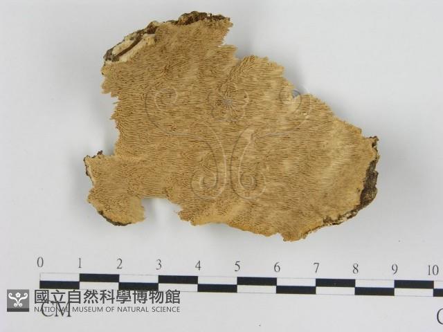 登錄號:F0011159藏品圖，第1張