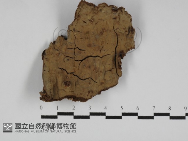 登錄號:F0031159藏品圖，第1張