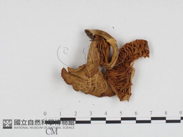 登錄號:F0024159藏品圖，第1張