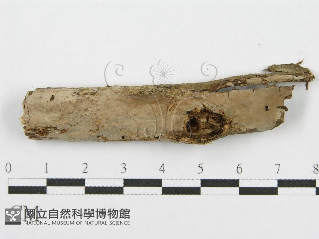 筍殼菌屬藏品圖，第1張