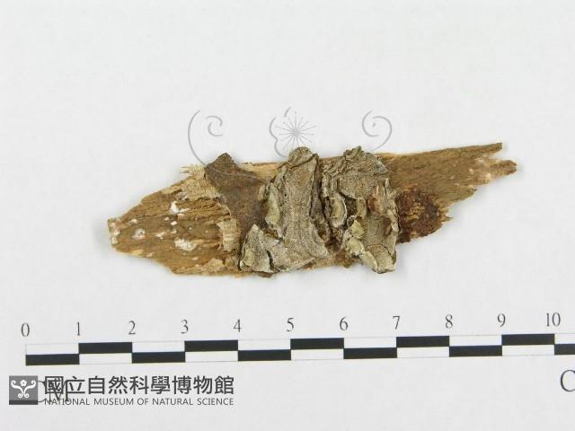 登錄號:F0014159藏品圖，第1張
