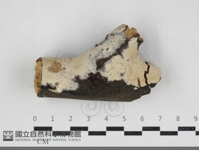 登錄號:F0034159藏品圖，第1張