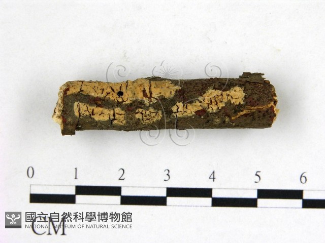 登錄號:F0022159藏品圖，第1張