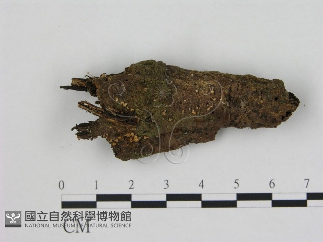 小菇屬藏品圖，第1張