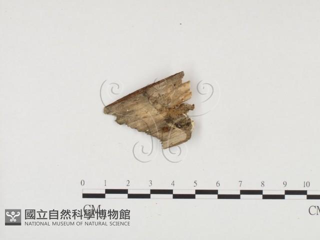 冇骨消絲齒菌藏品圖，第1張