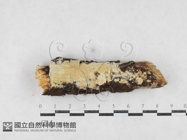 登錄號:F0027159藏品圖，第1張