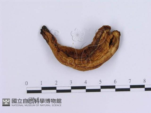 登錄號:F0007159藏品圖，第1張