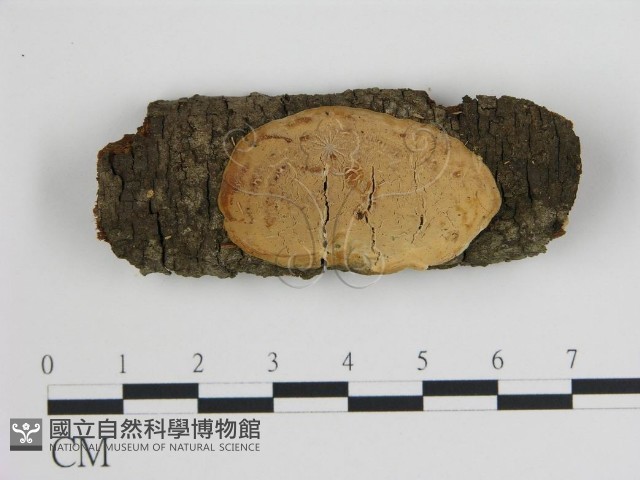 登錄號:F0015159藏品圖，第1張