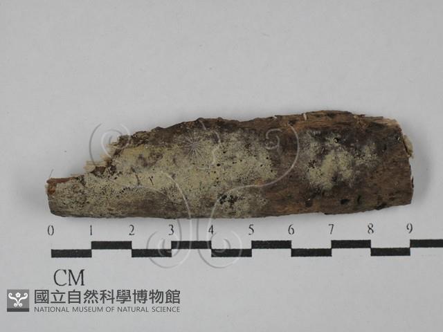 剛毛絲皮菌藏品圖，第1張