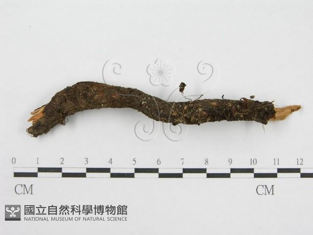 登錄號:F0019159藏品圖，第1張