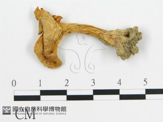 登錄號:F0013159藏品圖，第1張