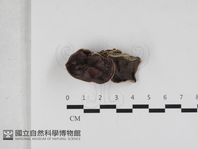 毛木耳藏品圖，第1張