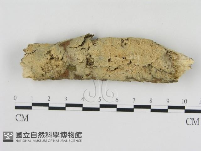 登錄號:F0000059藏品圖，第1張