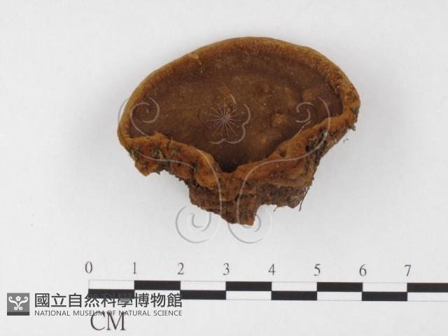 登錄號:F0026059藏品圖，第1張