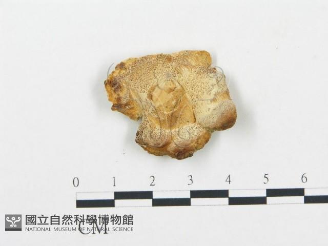 登錄號:F0006059藏品圖，第1張
