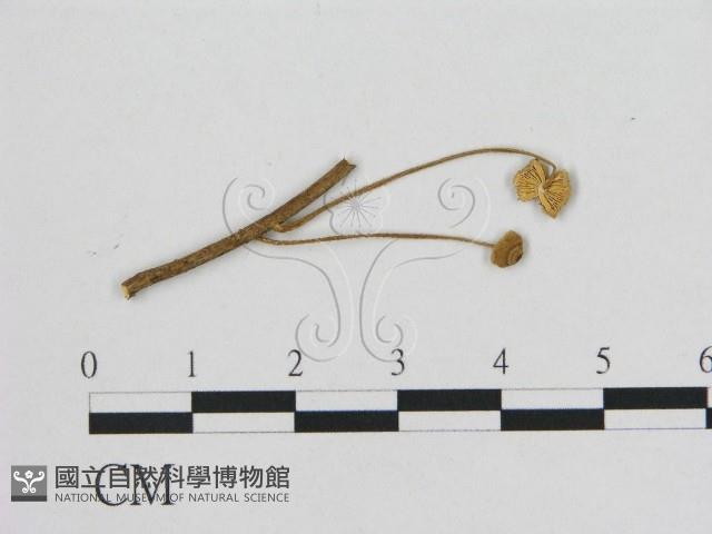 小皮傘屬藏品圖，第1張