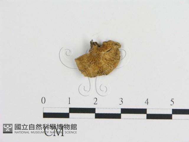 登錄號:F0021059藏品圖，第1張