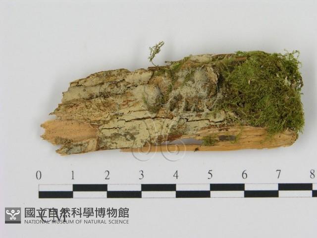 登錄號:F0001059藏品圖，第1張
