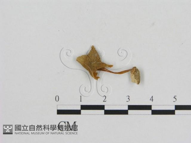 小菇屬藏品圖，第1張
