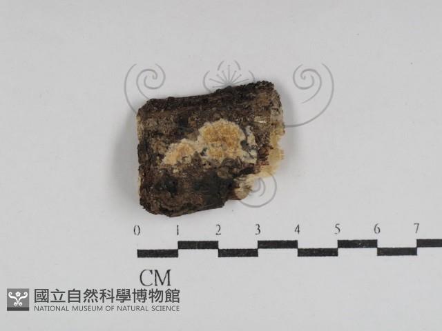 登錄號:F0031059藏品圖，第1張