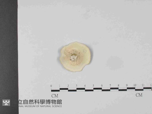 黄柄小孔菌藏品圖，第1張