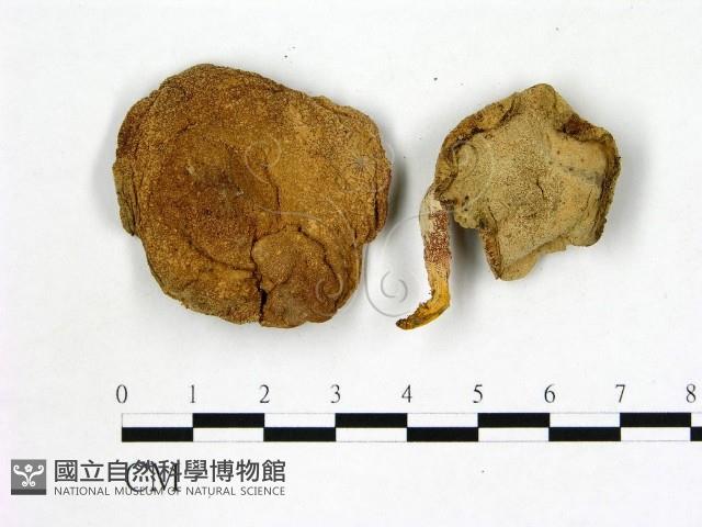 登錄號:F0004059藏品圖，第1張