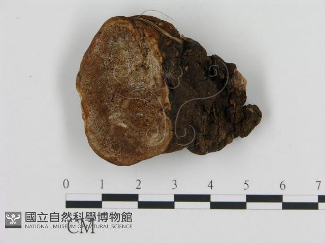 登錄號:F0014059藏品圖，第1張