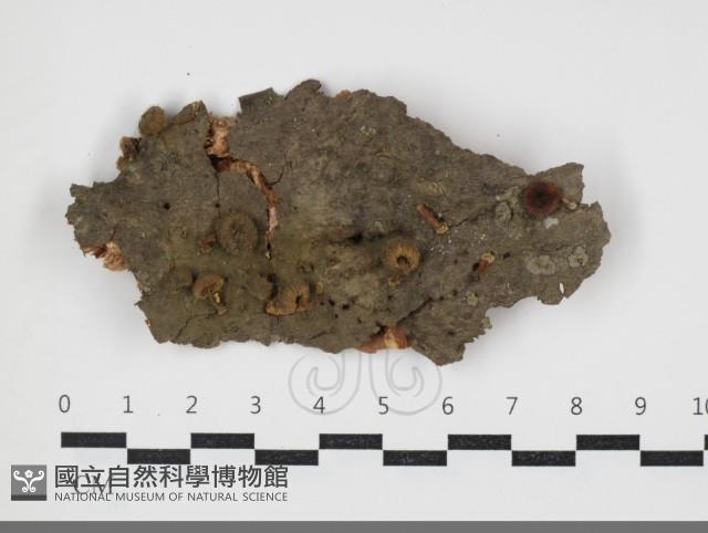 小菇屬藏品圖，第1張