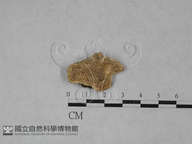 登錄號:F0022059藏品圖，第1張