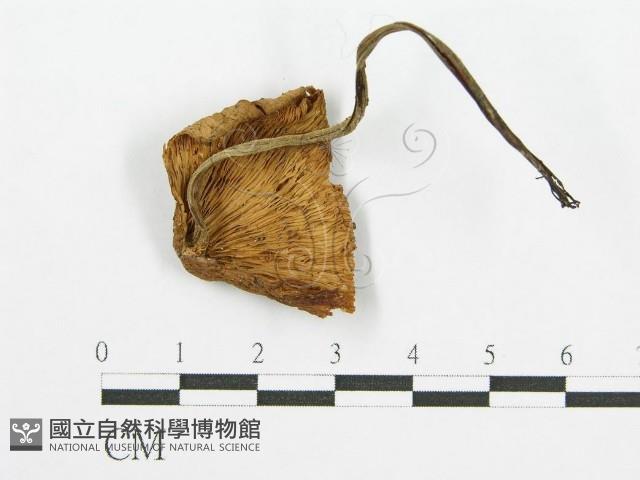 登錄號:F0002059藏品圖，第1張