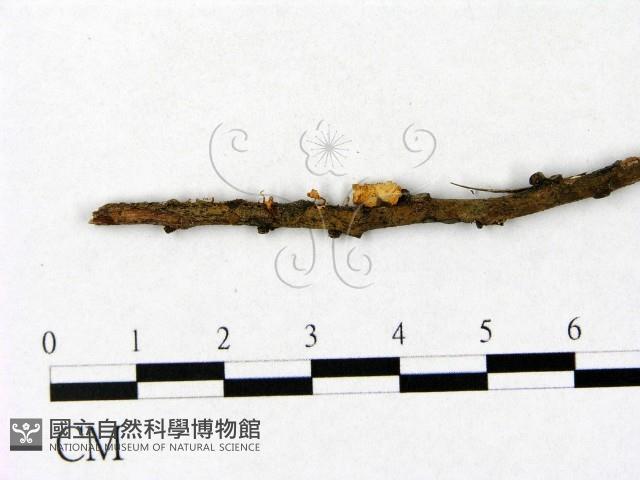 微皮傘屬藏品圖，第1張